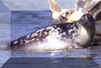 Caspian Seal
