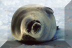 Crabeater Seal