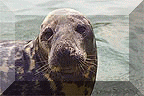 Grey Seal