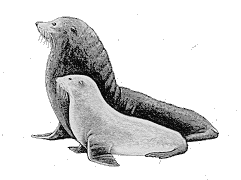 Guadalupe Fur Seal