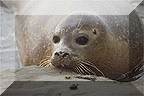 Harbor Seal