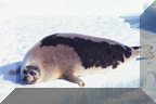 Harp Seal
