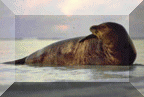 Hawaiian Monk Seal