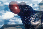 Hooded Seal