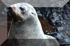 Juan Fernandez Seal