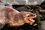 Leopard Seal