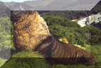 New Zealand Sea Lion