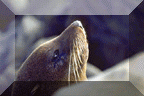 New Zealand Fur Seal