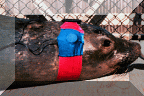 Northern Elephant Seal