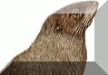 Northern Fur Seal