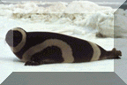 Ribbon Seal