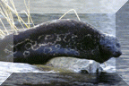 Ringed Seal