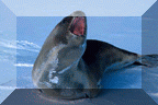 Ross Seal