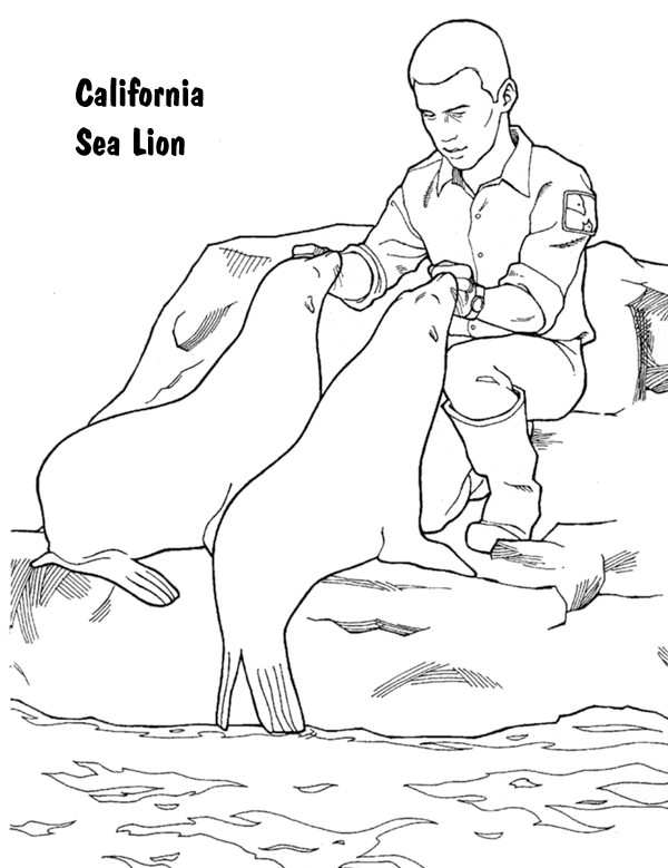 california sea lion coloring pages - photo #3
