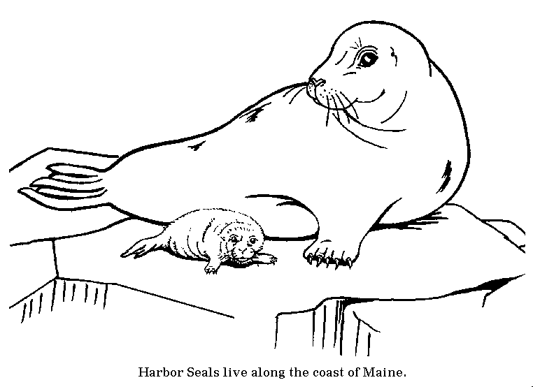 ocean seals coloring pages - photo #8