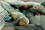 South American Fur Seals