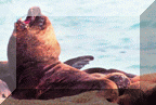 South American Sea Lion