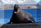 Southern Elephant Seal