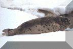 Spotted Seal