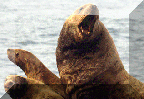 Steller Sea Lion