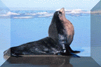 Subantarctic Fur Seal