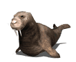 The Walrus