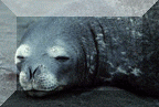 Weddell Seal