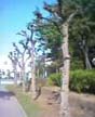 wild tree grove