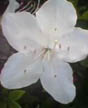 close whiteness