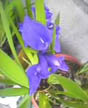 Garden Iris