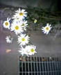 Daisy and Grate
