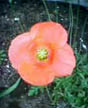 flower in cement