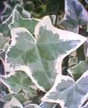 Ivy