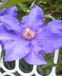 mothers day flower