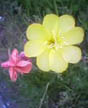 pair