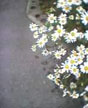 Rainy Daisies