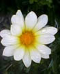 weeping daisy