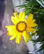 bright spot