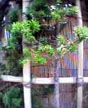 branch