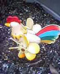 flying rooster