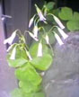 flowing up