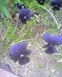 dark