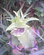 cactus life
