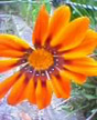 orange power