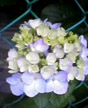 hydrangeas