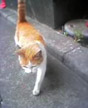 dance of the cat