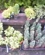 bonsai