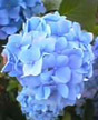 hydrangeas