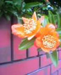 orange life