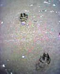 tracks